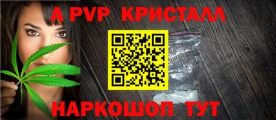 гашик Кингисепп